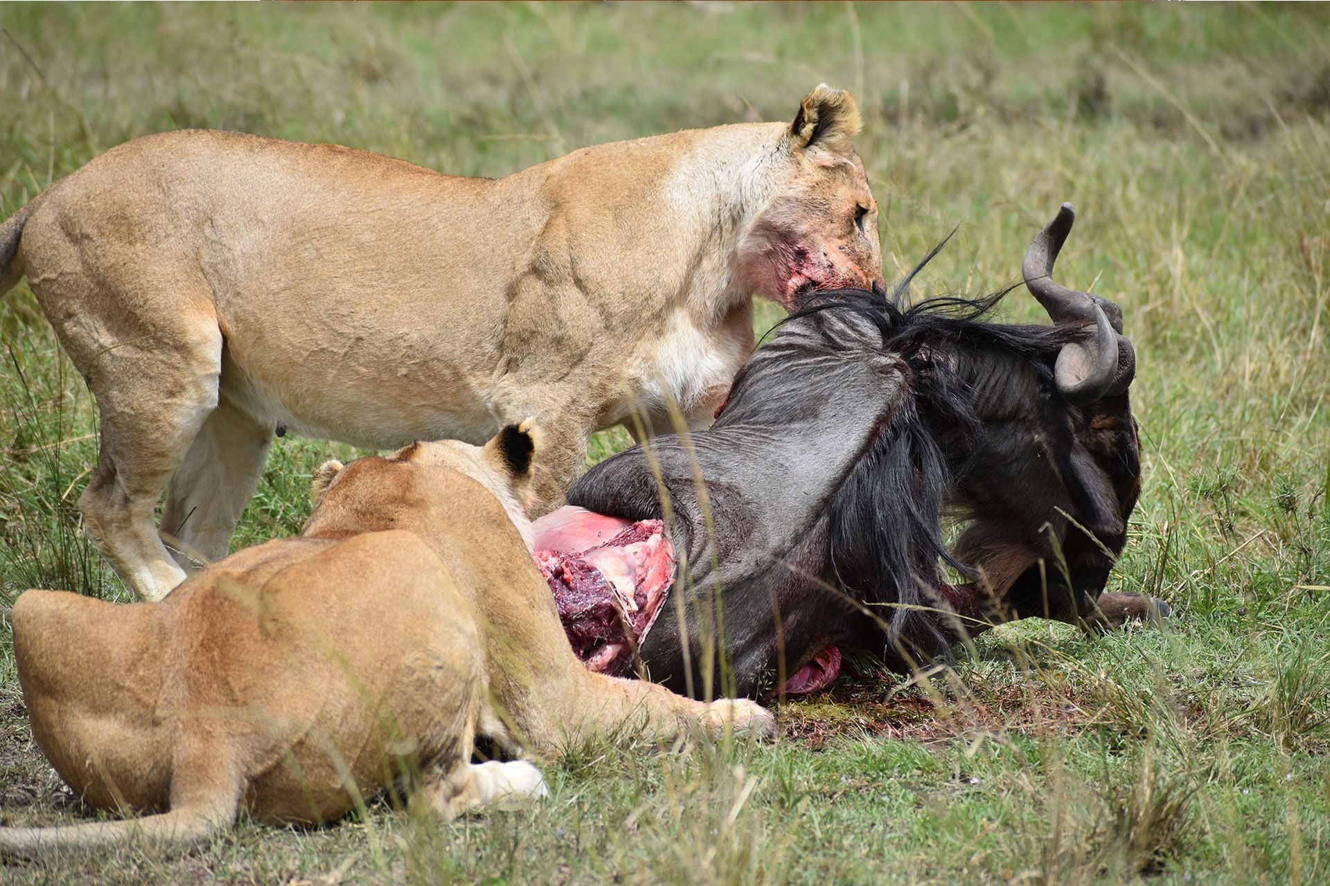 5-Day Masai Mara, Lake Nakuru, Lake Naivasha Budget Tour